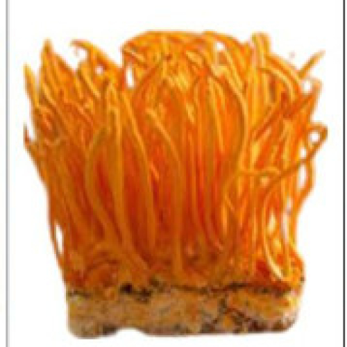 Đông Trùng Hạ Thảo tươi 200g